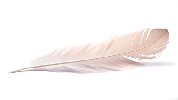 white feasther